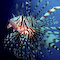 Lionfish